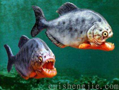 点击查看原图 食人鱼.jpg