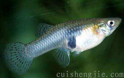 点击查看原图 食蚊鱼.jpg