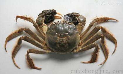 点击查看原图 大闸蟹.jpg