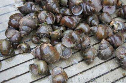 点击查看原图 福寿螺.jpg