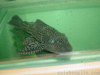 点击查看原图 清道夫鱼.jpg