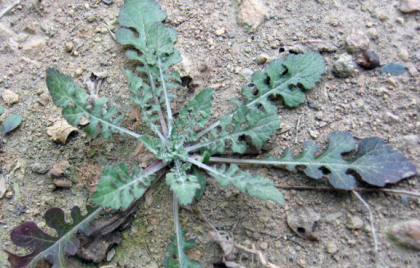 点击查看原图 泥胡菜.png