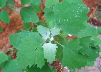 点击查看原图 灰藜 (2).png