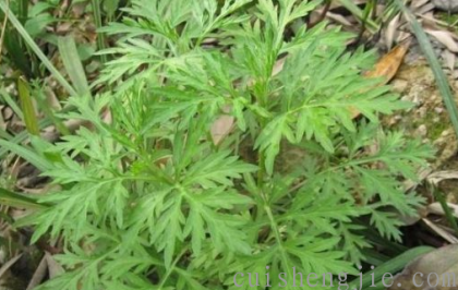 点击查看原图 艾草 (1).png