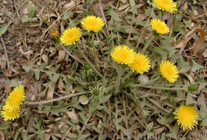 点击查看原图 蒲公英.png