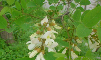 点击查看原图 槐树花.png