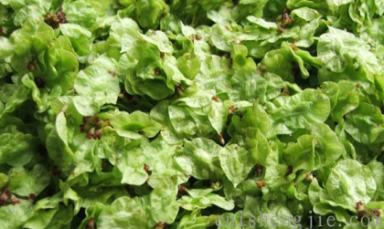 点击查看原图 榆钱 (2).png