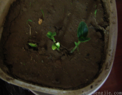 点击查看原图 10.png