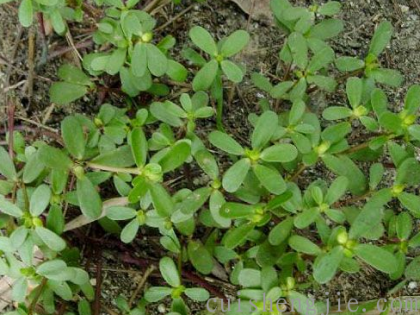 点击查看原图 马齿苋 (2).png