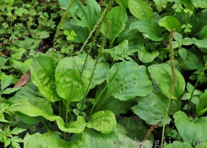 点击查看原图 车前草 (2).png