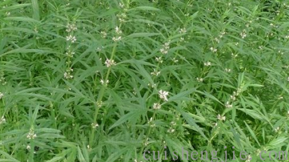 点击查看原图 益母草 (2).png