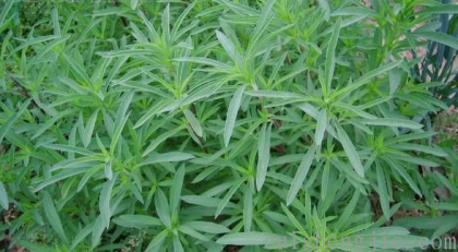 点击查看原图 地肤 (2).png