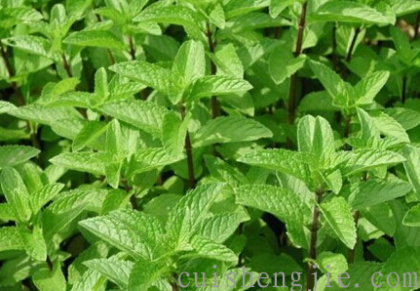 点击查看原图 薄荷.png