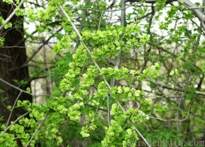 点击查看原图 榆钱 (1).png