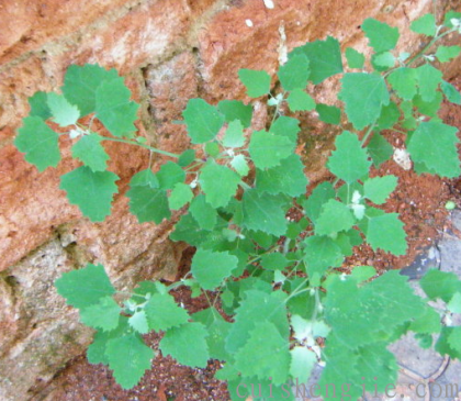 点击查看原图 灰藜 (3).png