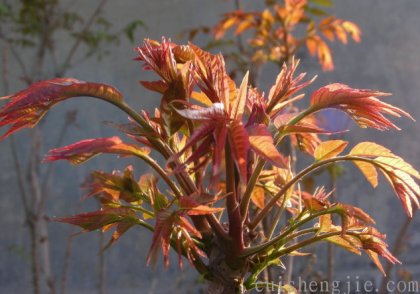 点击查看原图 香椿 (3).png