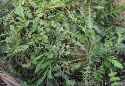 点击查看原图 荠菜.png