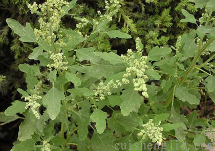 点击查看原图 灰藜 (1).png