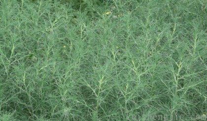 点击查看原图 猪毛菜 (1).png