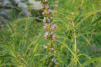 点击查看原图 益母草 (4).png