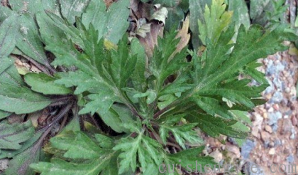 点击查看原图 艾草 (3).png