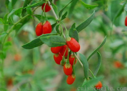 点击查看原图 枸杞.png