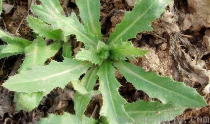 点击查看原图 刺菜 (2).png