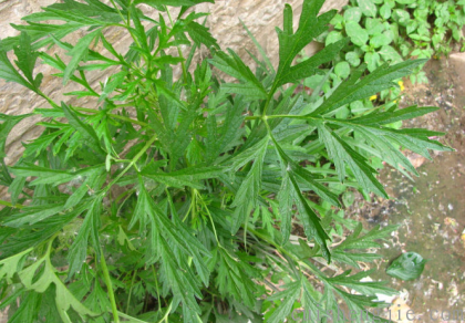 点击查看原图 益母草 (3).png