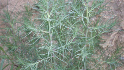 点击查看原图 猪毛菜 (2).png