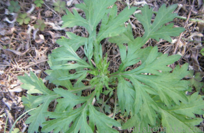 点击查看原图 艾草 (2).png