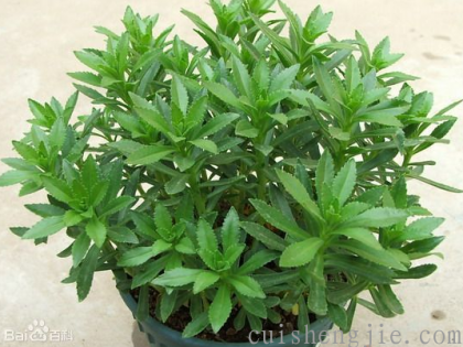 点击查看原图 费菜 .png