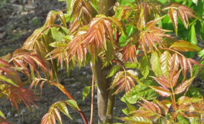 点击查看原图 香椿 (2).png